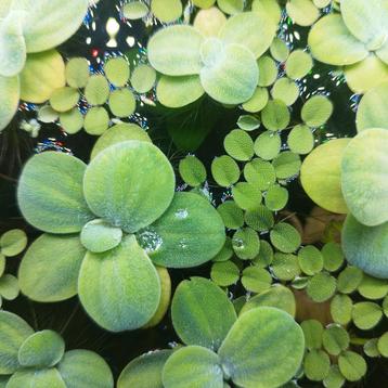 Drijfplanten aquarium  beschikbaar voor biedingen