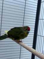 Kakariki, Animaux & Accessoires, Oiseaux | Accessoires, Enlèvement, Neuf, Autres types
