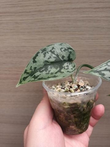 Scindapsus silver lady, Huis en Inrichting, Ophalen of Verzenden
