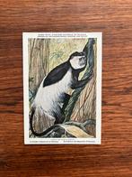 Beschermde zoogdieren in Belgisch Congo nr. 4, Verzamelen, Ophalen of Verzenden