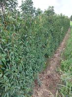 prunus lusitanica, Ophalen of Verzenden, Haag