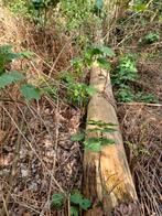 Bomen , brandhout. Zaaghout..., Enlèvement ou Envoi