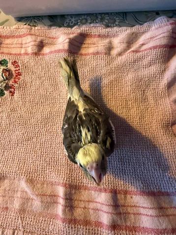 Baby Valkparkieten - Bellen is sneller 0475850373 beschikbaar voor biedingen