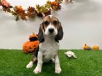 Beagle pups, Dieren en Toebehoren, België, Beagle, 8 tot 15 weken, CDV (hondenziekte)