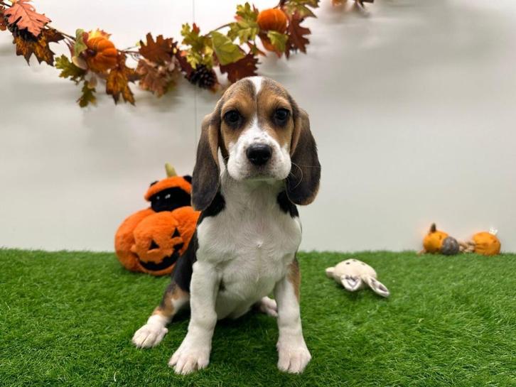 Beagle pup, Dieren en Toebehoren, Honden | Beagles, Bassets en Lopende honden, Teef, Beagle, Fokker | Professioneel, Eén hond