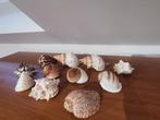 Verzameling schelpen, Verzamelen, Mineralen en Fossielen, Ophalen of Verzenden, Schelp(en)