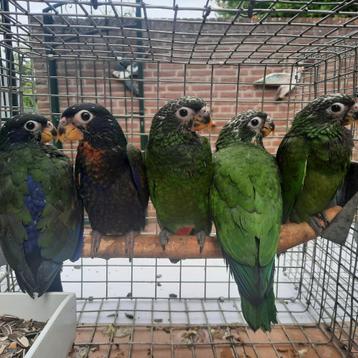 5 Pionus Maximiliani en 1 Bronsvleugel-papegaaien. beschikbaar voor biedingen