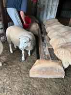Franse texel rammen (7), Dieren en Toebehoren