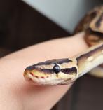 Pastel pied - Python regius, Dieren en Toebehoren, Slang, Tam, 3 tot 6 jaar