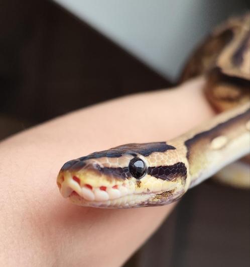 Pastel pied - Python regius, Dieren en Toebehoren, Reptielen en Amfibieën, Slang, 3 tot 6 jaar, Tam