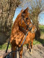 Brave merrie 151 cm geb 2012 onder zadel, Dieren en Toebehoren, Paarden, Merrie, Minder dan 160 cm, Gechipt, Zadelmak