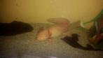 2 vrouwelijke axolotls met aquarium of zonder aquarium