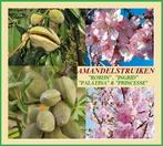 AMANDIERS ( BASSE TIGE ), « ROBIJN» = 17€/PIÈCE, Jardin & Terrasse, Plantes | Jardin, Enlèvement ou Envoi, Printemps, Plein soleil