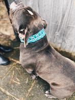 Collier pour chien personnalisé Myca Bloom, Enlèvement ou Envoi, Fait main, Neuf