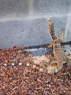 varan salvator Sumbawa 2024, Animaux & Accessoires, Lézard, 0 à 2 ans