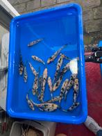 Jonge europese koi’s, Dieren en Toebehoren