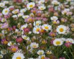 Erigeron karvinskianus, Ophalen