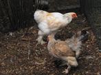 brahma zalm en lemon pyle, Dieren en Toebehoren, Meerdere dieren, Kip