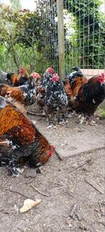 Jonge brahma hanen, Dieren en Toebehoren