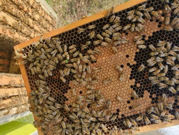 Bijenvolk Simplex of Nl Simplex, Abeilles