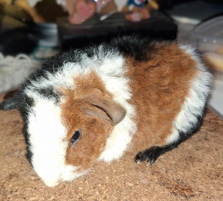 US Teddy beer (choco drager), Dieren en Toebehoren, Knaagdieren, Mannelijk, Cavia, Januari, Tam