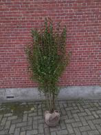 Ligustrum haagliguster tot 175 cm hoogte, Enlèvement