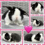 NHD Dwerg Hangoor konijntjes rammetjes en voedstertjes, Dieren en Toebehoren, Konijnen, Meerdere dieren, Dwerg, Hangoor, 0 tot 2 jaar