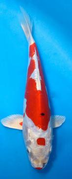Doitsu Kikusui, Dieren en Toebehoren, Vissen | Vijvervissen, Karper of Koi