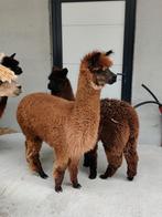 Alpaca merries