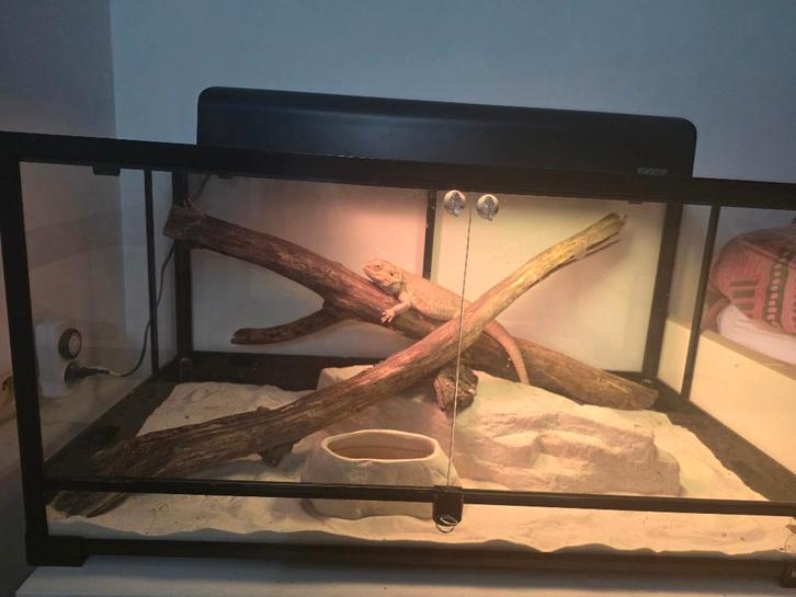 Groot terrarium met bardagame 91 x 45 x 45 cm + lampen, Dieren en Toebehoren, Reptielen en Amfibieën | Toebehoren, Zo goed als nieuw