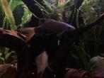 Vuurstaart, Animaux & Accessoires, Poissons | Poissons d'aquarium