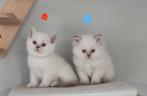 Britse korthaar kittens, Dieren en Toebehoren, Meerdere dieren, Gechipt, 0 tot 2 jaar