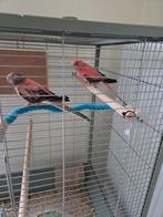 Koppel Roze Bourkes., Dieren en Toebehoren, Geringd