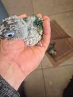 Mooi babys pyrrhura tamme, Dieren en Toebehoren, Vogels | Parkieten en Papegaaien