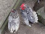 kippen : trio sebright, Dieren en Toebehoren, Meerdere dieren, Kip