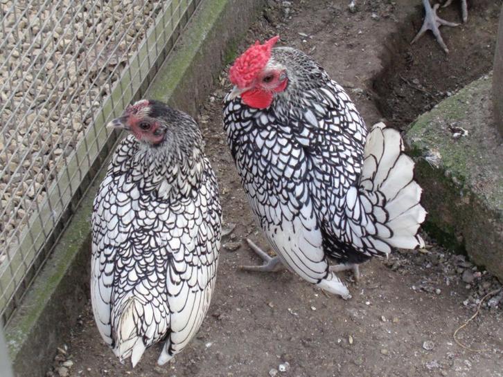 kippen : trio sebright, Dieren en Toebehoren, Pluimvee, Kip, Meerdere dieren
