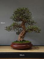 Zeldzame klasse Satsuki azalea "angel wings" bonsai, Tuin en Terras, Planten | Bomen, Halfschaduw, Lente, Minder dan 100 cm, Ophalen