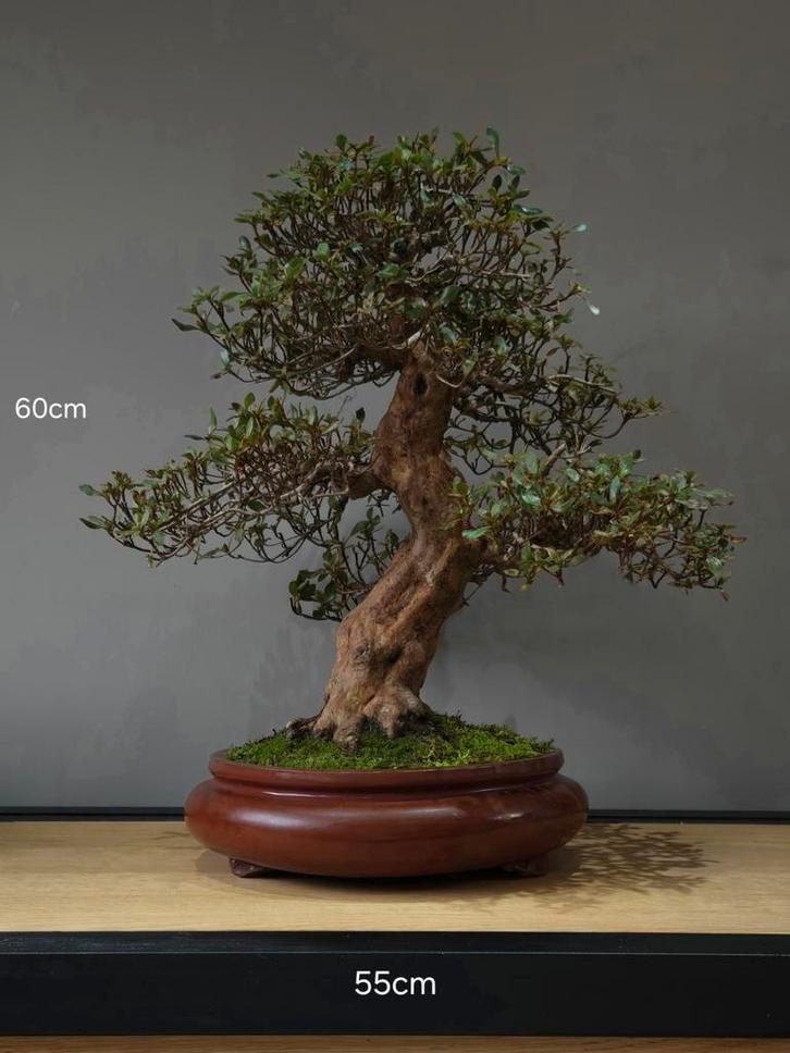 Zeldzame klasse Satsuki azalea "angel wings" bonsai, Tuin en Terras, Planten | Bomen, Minder dan 100 cm, Halfschaduw, Lente, In pot