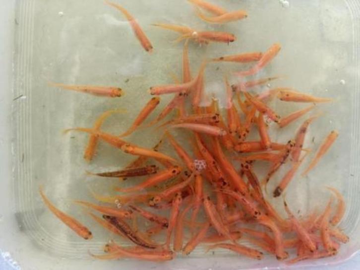 Goud elrits / goudelrits, Dieren en Toebehoren, Vissen | Aquariumvissen, Zoetwatervis, Vis, Schoolvis