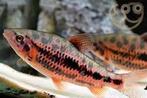 Groep van 7 Leporinus ‘strawberry’