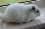 chinchilla wit violet vrouwtje, Animaux & Accessoires, Chinchilla, Femelle