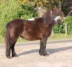 Te koop super gave en lieve bruin shetlander merrie, Dieren en Toebehoren, Pony's, Merrie, Gechipt