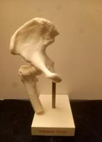 Didactisch model - anatomisch - bekken - Voltaren Geigy, Ophalen of Verzenden