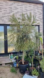 Olea europaea Florida (olijfboom) te koop in pot 255cm hoog, Jardin & Terrasse, Plantes | Arbres, En pot, Olivier, Enlèvement