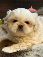 Lhasa apso pups, Animaux & Accessoires, Autres races, Plusieurs, Parvovirose, Belgique