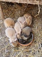 4 Dwergkonijn leeuwenkopjes, Dieren en Toebehoren, Konijnen, Mannelijk, Dwerg, 0 tot 2 jaar