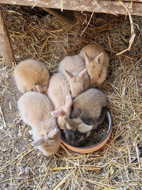 4 Dwergkonijn leeuwenkopjes, Dieren en Toebehoren, Konijnen, Dwerg, Mannelijk, 0 tot 2 jaar