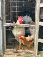 Kippen en een haan, Dieren en Toebehoren, Pluimvee, Kip