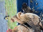 prachtige antwerpse kriel, Dieren en Toebehoren, Pluimvee
