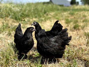 Jonge tamme Australorp kippen hennen gesekst en ingeënt